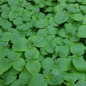 Микрозелень периллы (shiso) зеленой XXL